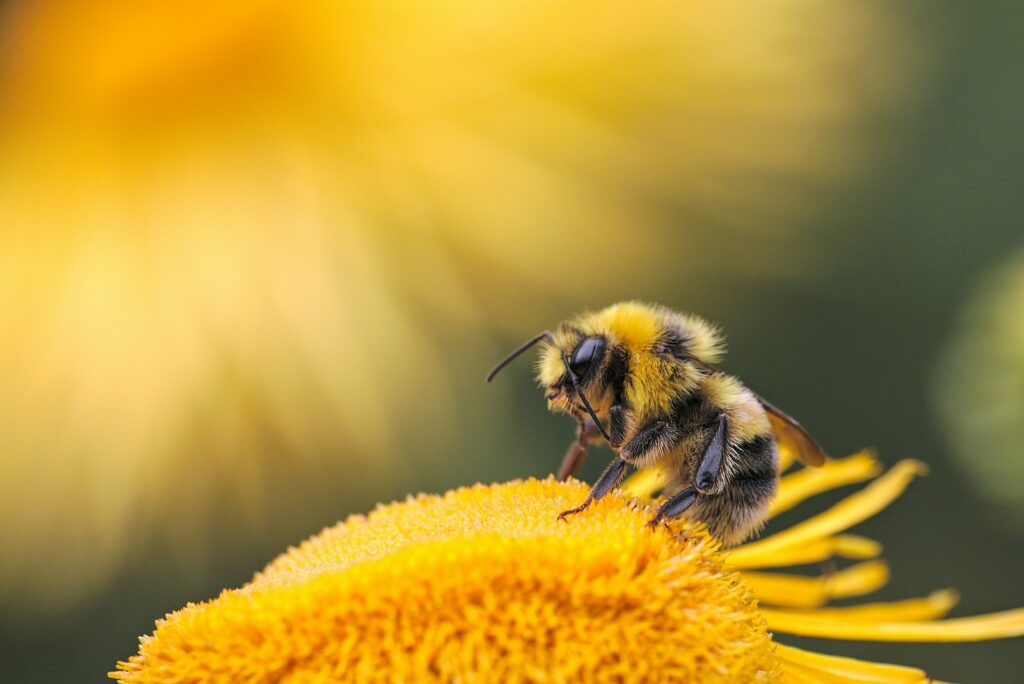 honeybee perching on yellow flower